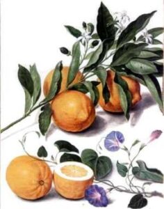 Citrus medica