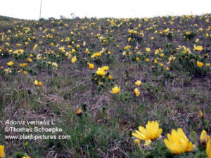 Adonis Vernalis