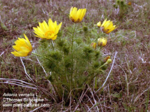 Adonis Vernalis