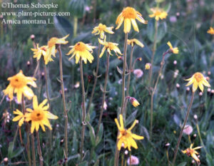 Arnica montana