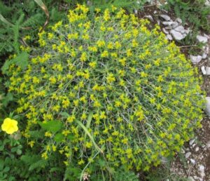 Euphorbia spinosa