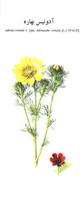 Adonis Vernalis