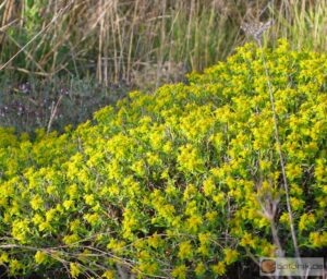 Euphorbia spinosa