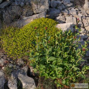 Euphorbia spinosa