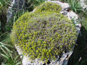 Euphorbia spinosa