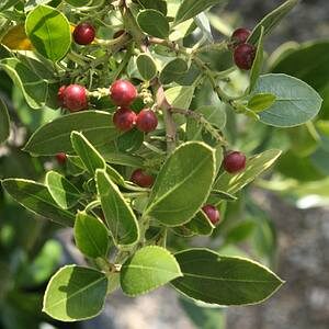 Rhamnus alatemus