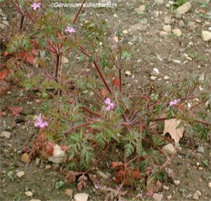 Geranium robertianum