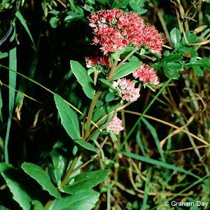 Sedum telephium