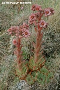 Sempervivum tectorum