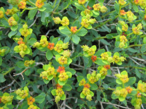 Euphorbia spinosa