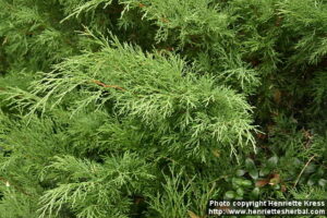 Juniperus sabina