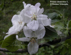 Prunus domestica