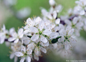 Prunus spinosa