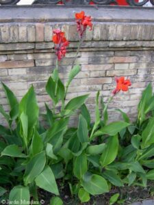 Canna indca