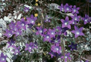 Campanula ramosissima