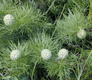 Adonis Vernalis