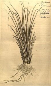 Andropogon Shoenanthus