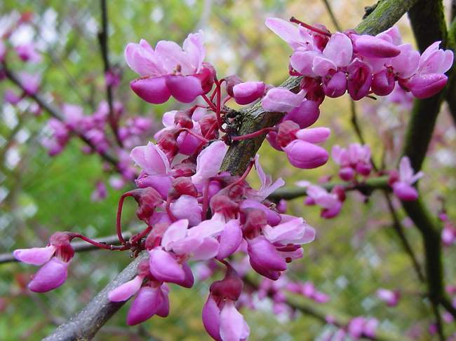 Cercis siliquastrum