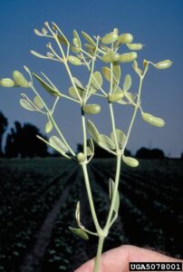 Zygophyllum fabago