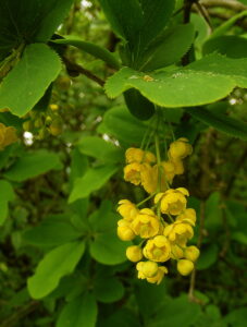 Berberis Vulgaris