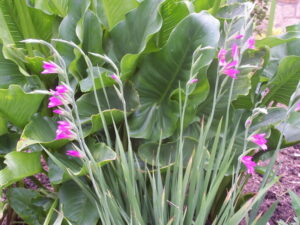 Gladiolus communis