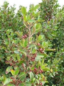 Rhamnus alatemus