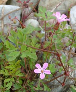 Geranium robertianum