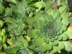 Sempervivum tectorum