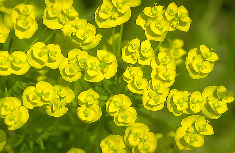 Euphorbia spinosa