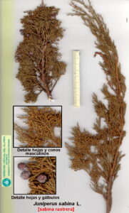 Juniperus sabina