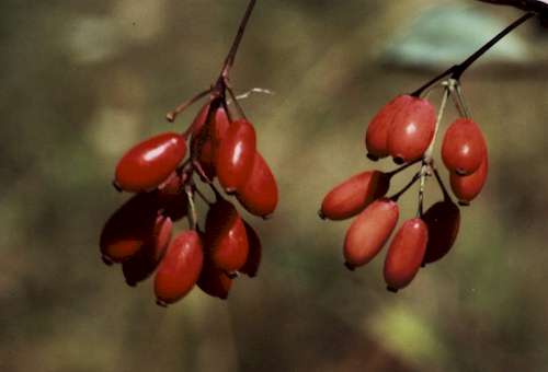 Berberis Vulgaris