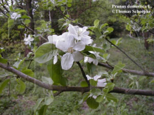 Prunus domestica