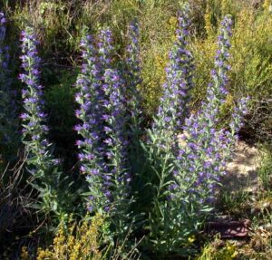 Echium vulgare