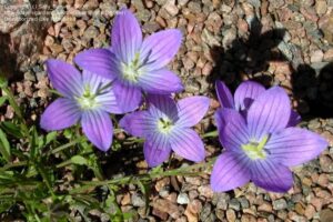 Campanula ramosissima