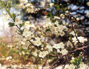 Prunus divaricata Ledeb