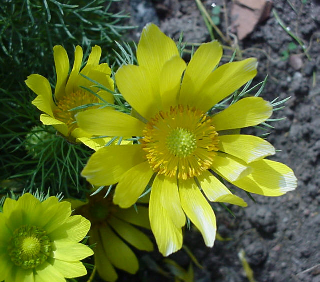 Adonis Vernalis