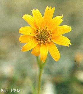 Arnica montana