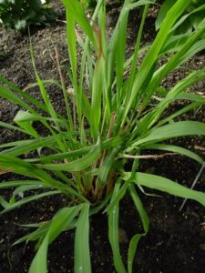 Andropogon Shoenanthus