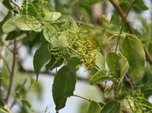 Salvadora Persica