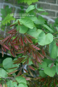 Cercis siliquastrum