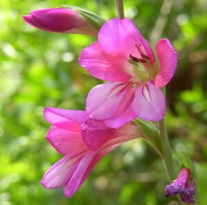 Gladiolus communis