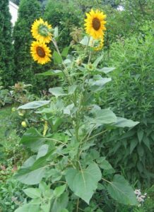 Helianthus annuus