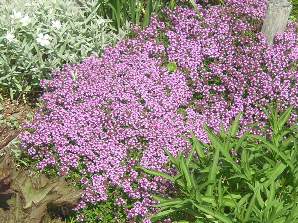 Thymus sespyllum