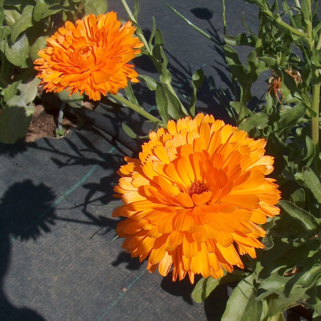 Calendula Officinalis