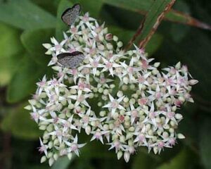 Sedum telephium