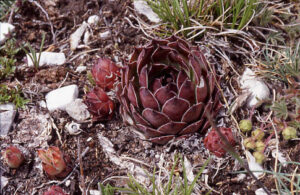 Sempervivum tectorum