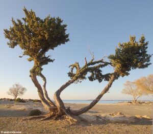 Juniperus sabina