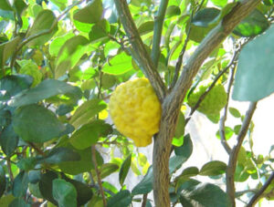 Citrus medica