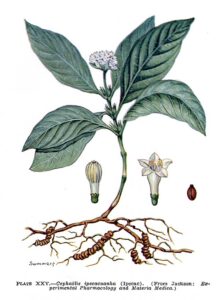 Cephaelis ipecacuanha (Brot).A.Rich