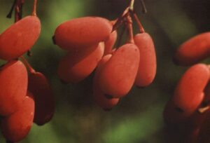 Berberis Vulgaris